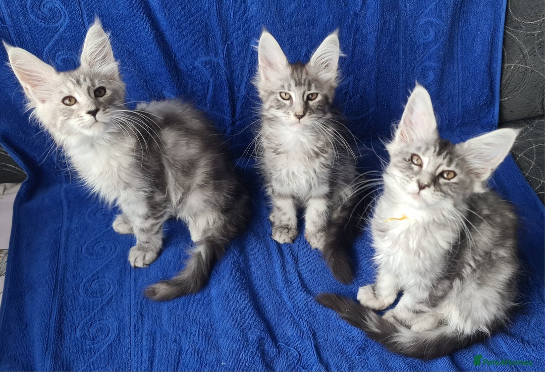 Maine Coon cats for sale: GCCF Registered - Maine Coon Kittens - Image 11