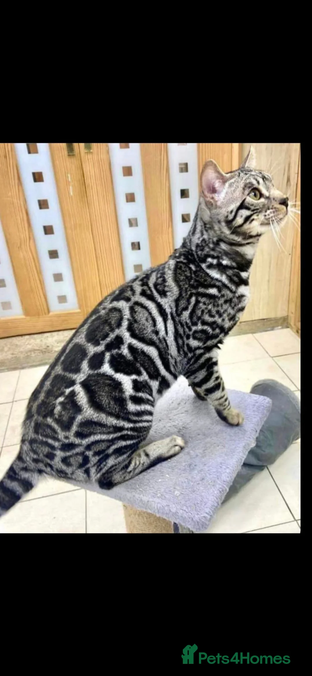 Bengal cats for sale: Outstanding Tica Show quality bengal kitten's - Advert 19