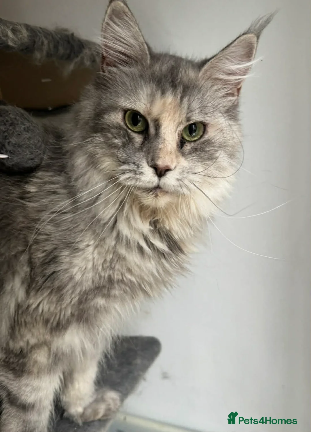 Maine Coon cats for sale: TICA registered and DNA tested Maine Coon female - Advert 2