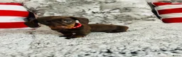 Miniature Dachshund dogs for sale: Beautiful miniature dachshund puppies - Advert 9