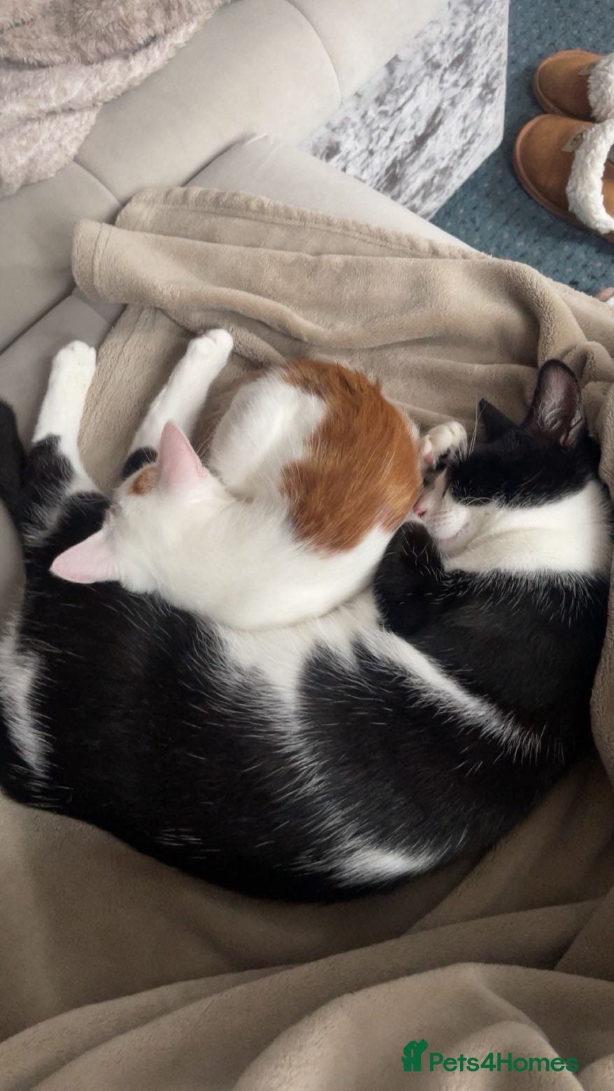 Domestic Shorthair cats Two loving boys need homes - Advert 7