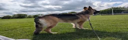 German Shepherd dogs for sale: German shepherd puppies due July - Advert 2