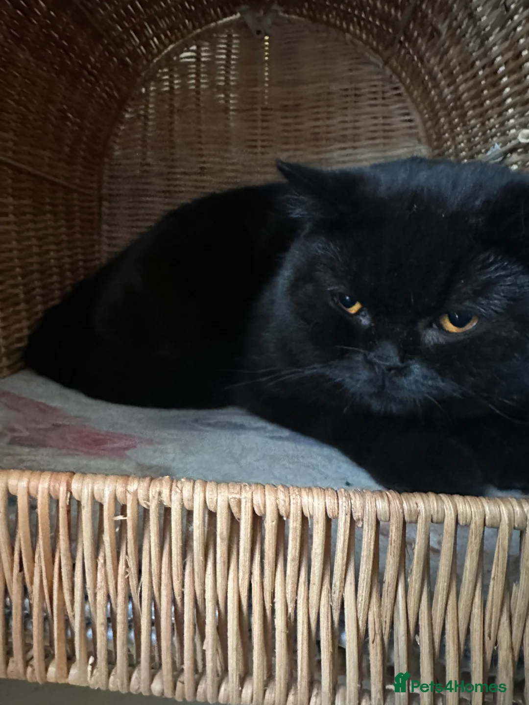 British Shorthair cats for sale: GCCF Registered British Short Hair Male  - Advert 5