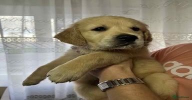 Golden Retriever dogs - Advert 4