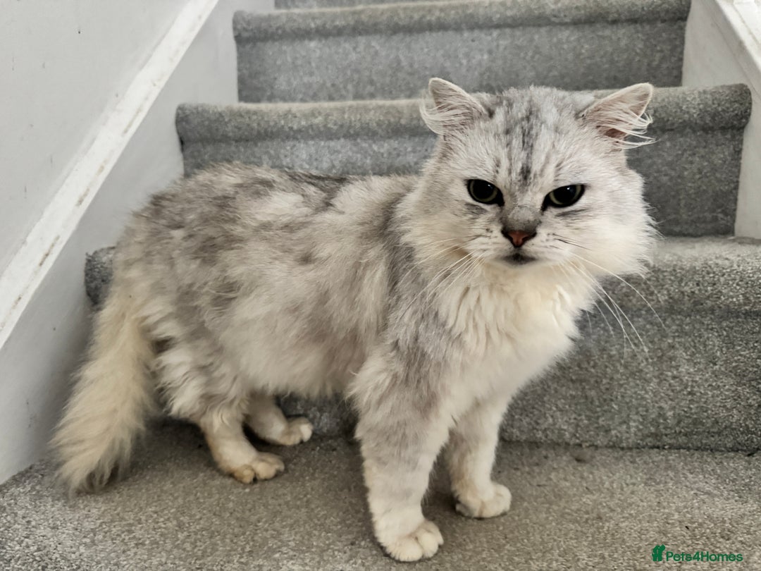 Persian cats for sale: Beautiful and social cat - Advert 1