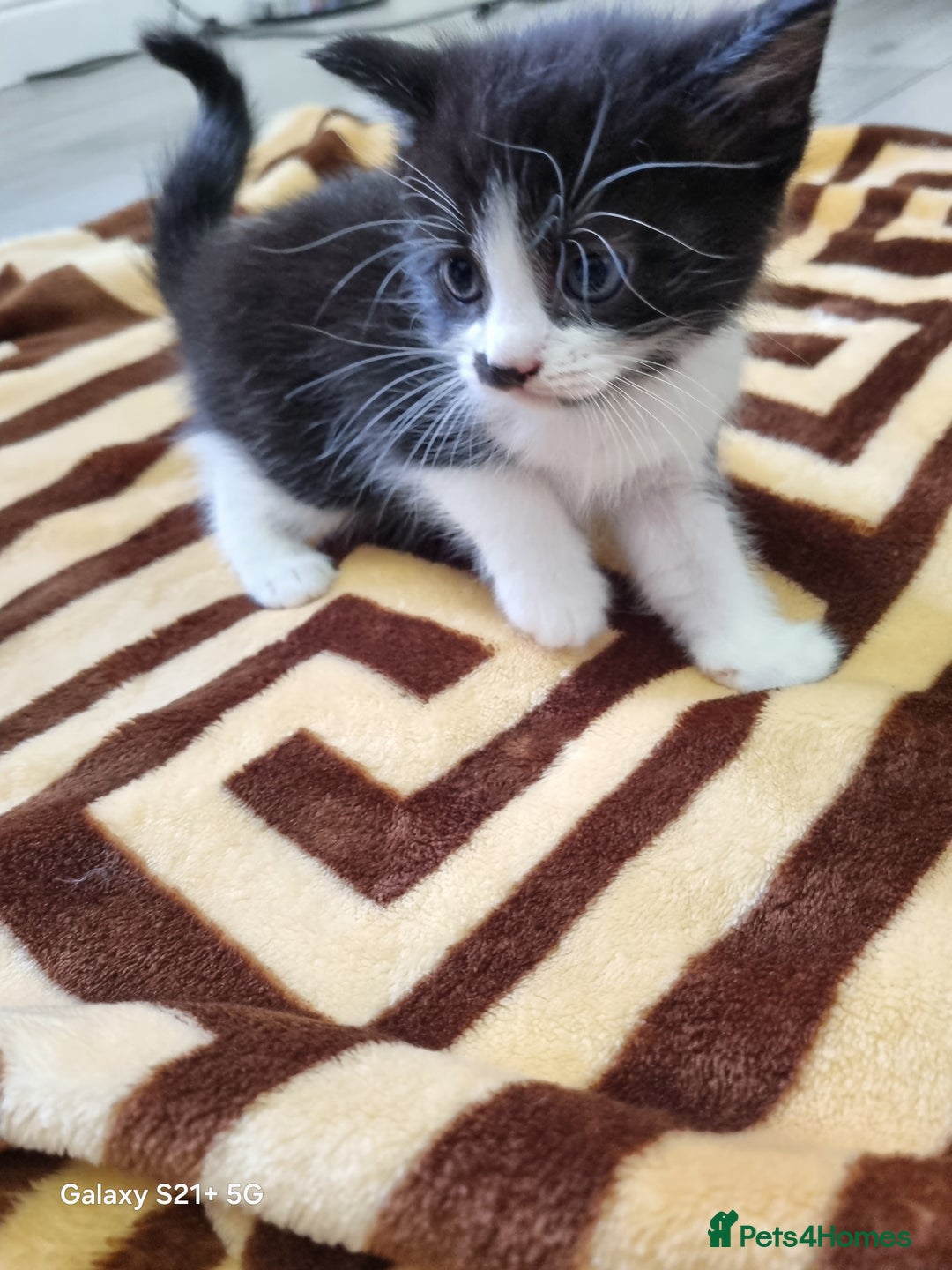 British Longhair cats for sale: Kittens for sale - Image 6