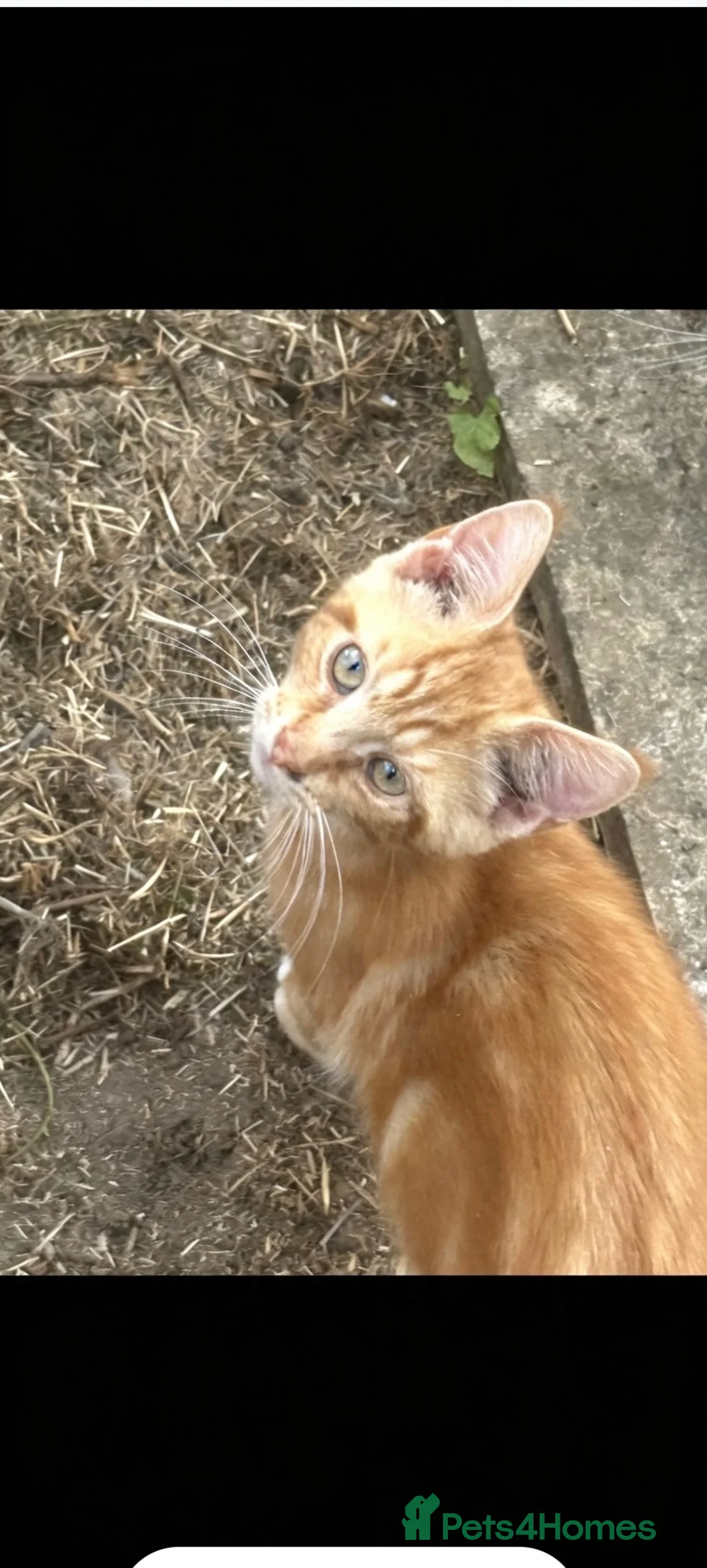 Maine Coon cats for sale: Last ginger Maine coon x  - Advert 3