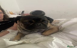 Frug dogs for sale: Puppies  - Image 13