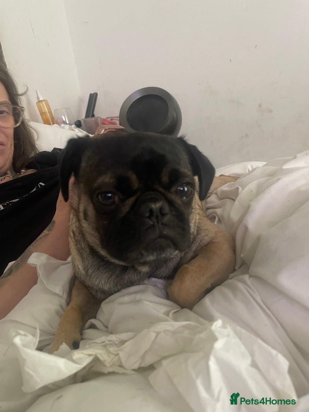 Frug dogs for sale: Puppies  - Image 13