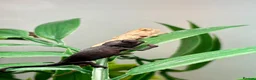 Chameleon reptiles for sale: Hatchling panther chameleons  - Advert 7