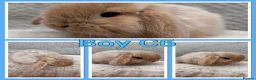 Mini Lop rabbits for sale: Mini lop babies  - Advert 11