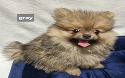 Pomeranian dogs for sale: Pomeranian Puppy 5   (RED)  - Pomeranian  - Image 9