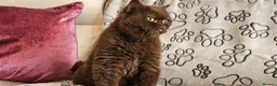 British Shorthair cats for sale: Chocolate British shorthair cat - Advert 3
