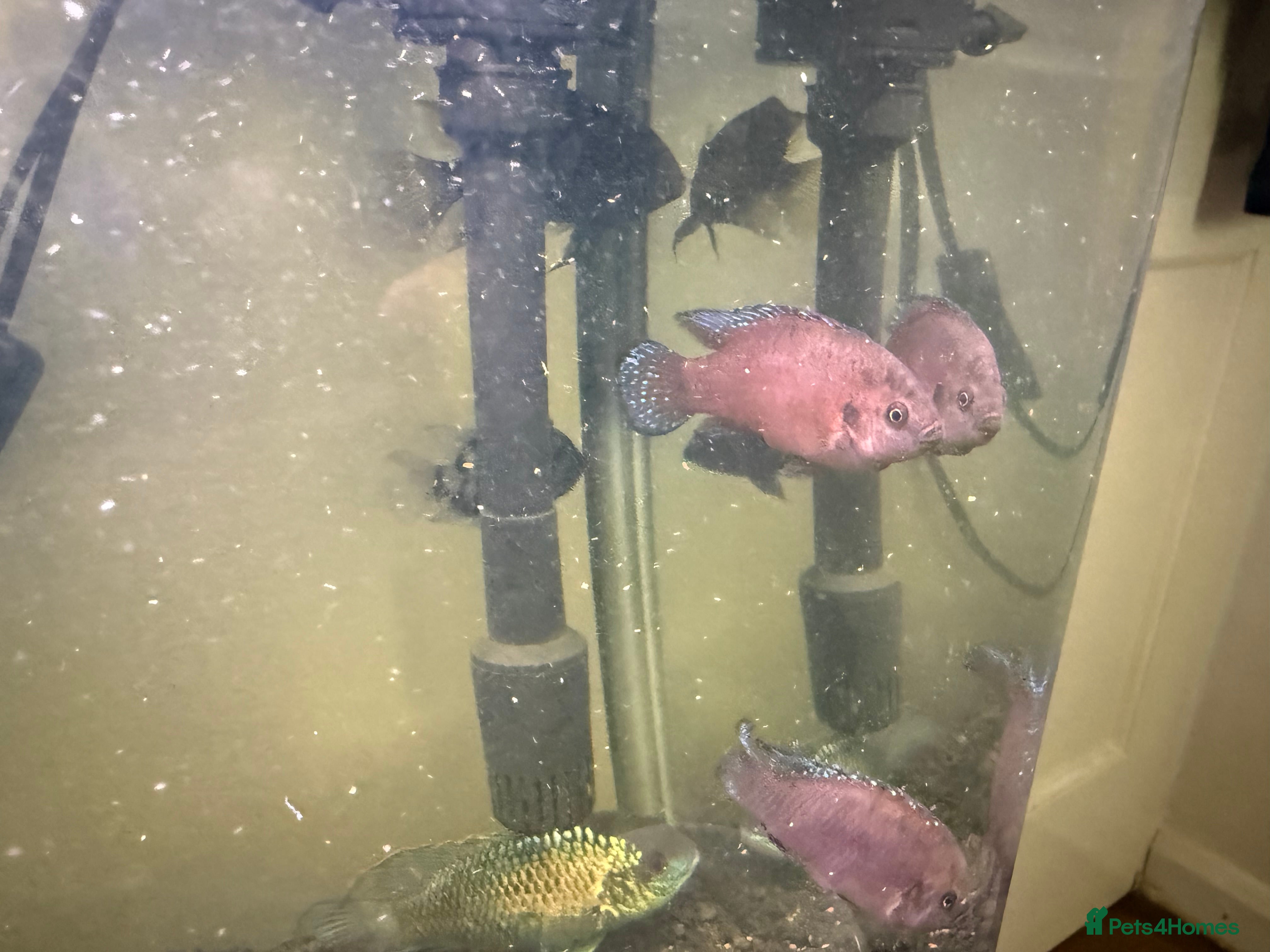 Other/Mixed Breed fish Fish  in Diss - Advert 1