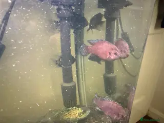 Other/Mixed Breed fish Fish in Diss - Advert 18