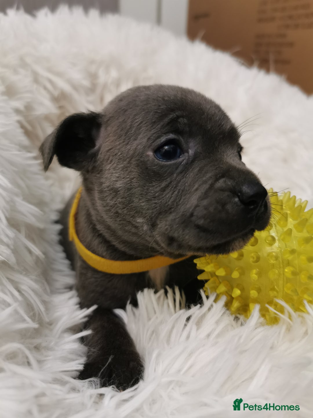 Staffordshire Bull Terrier dogs for sale: Staffordshire Bull Terrier puppies for sale  - Advert 12