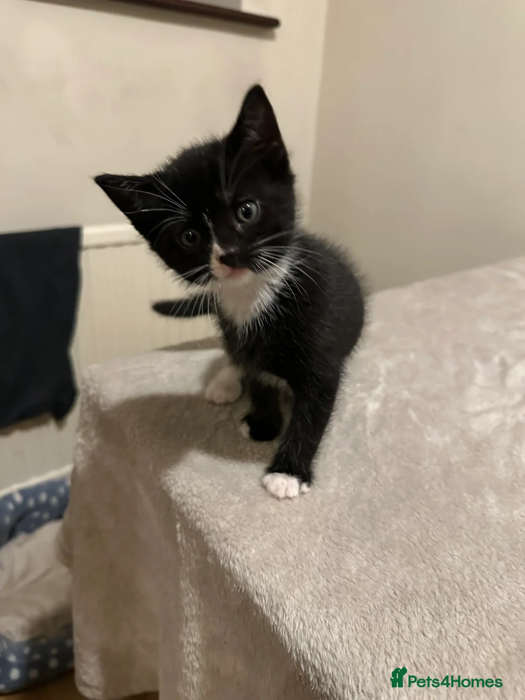 Mixed Breed cats for sale: Male Kittens  - Advert 2