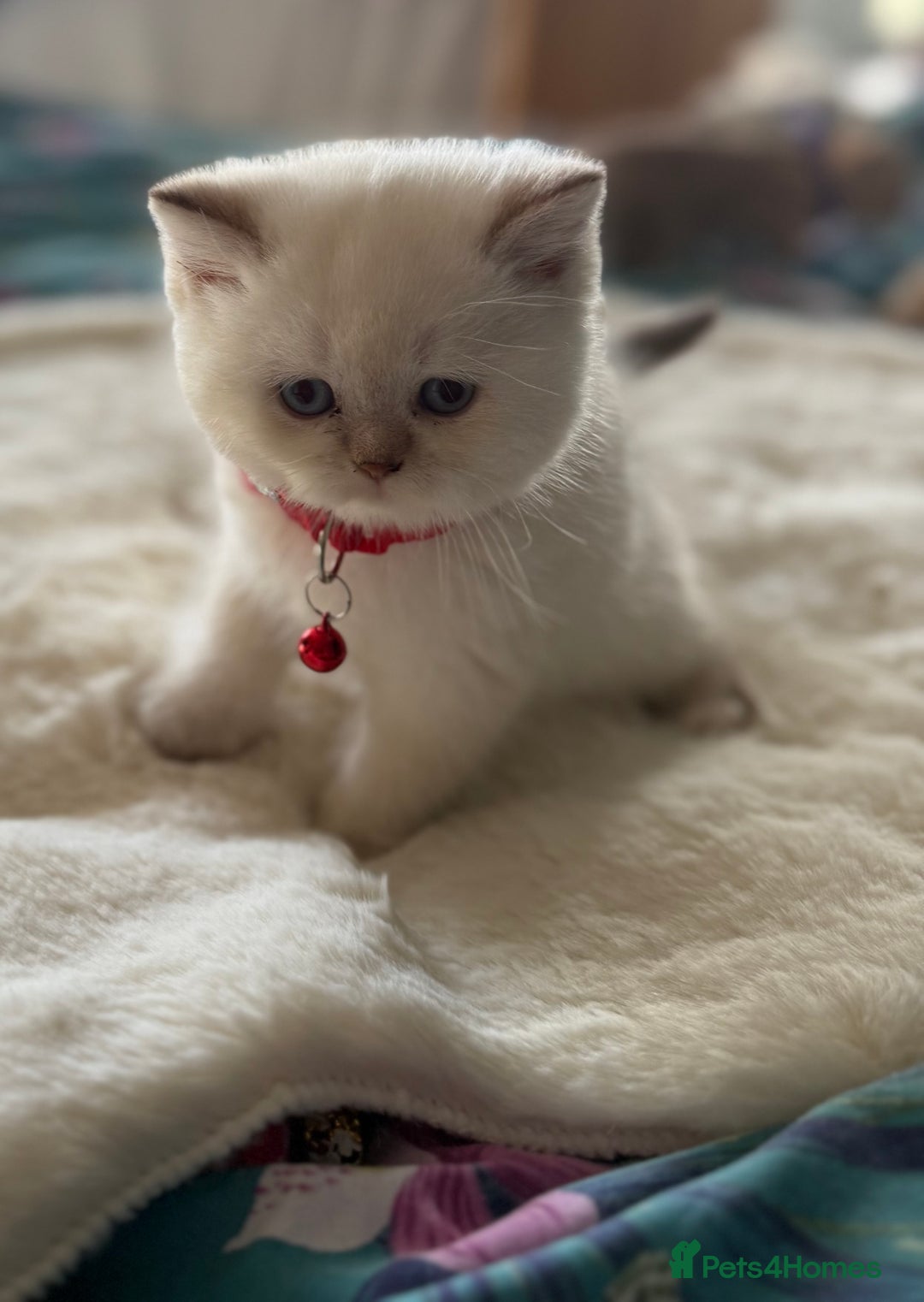 British Shorthair cats for sale: Quality British Shorthair kittens  - Image 14