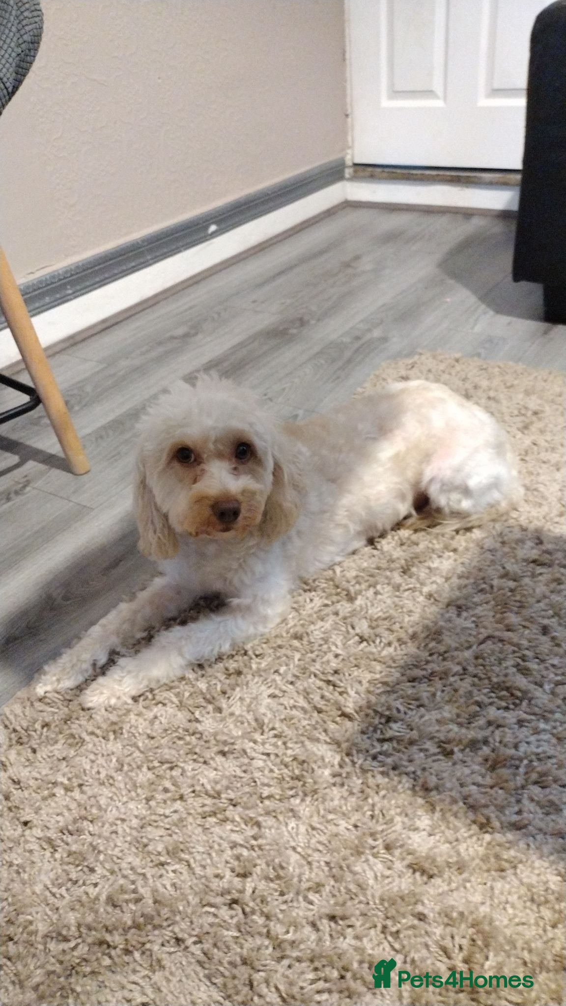 Cockapoo dogs Gorgeous Cockapoo For Sale  - Advert 1