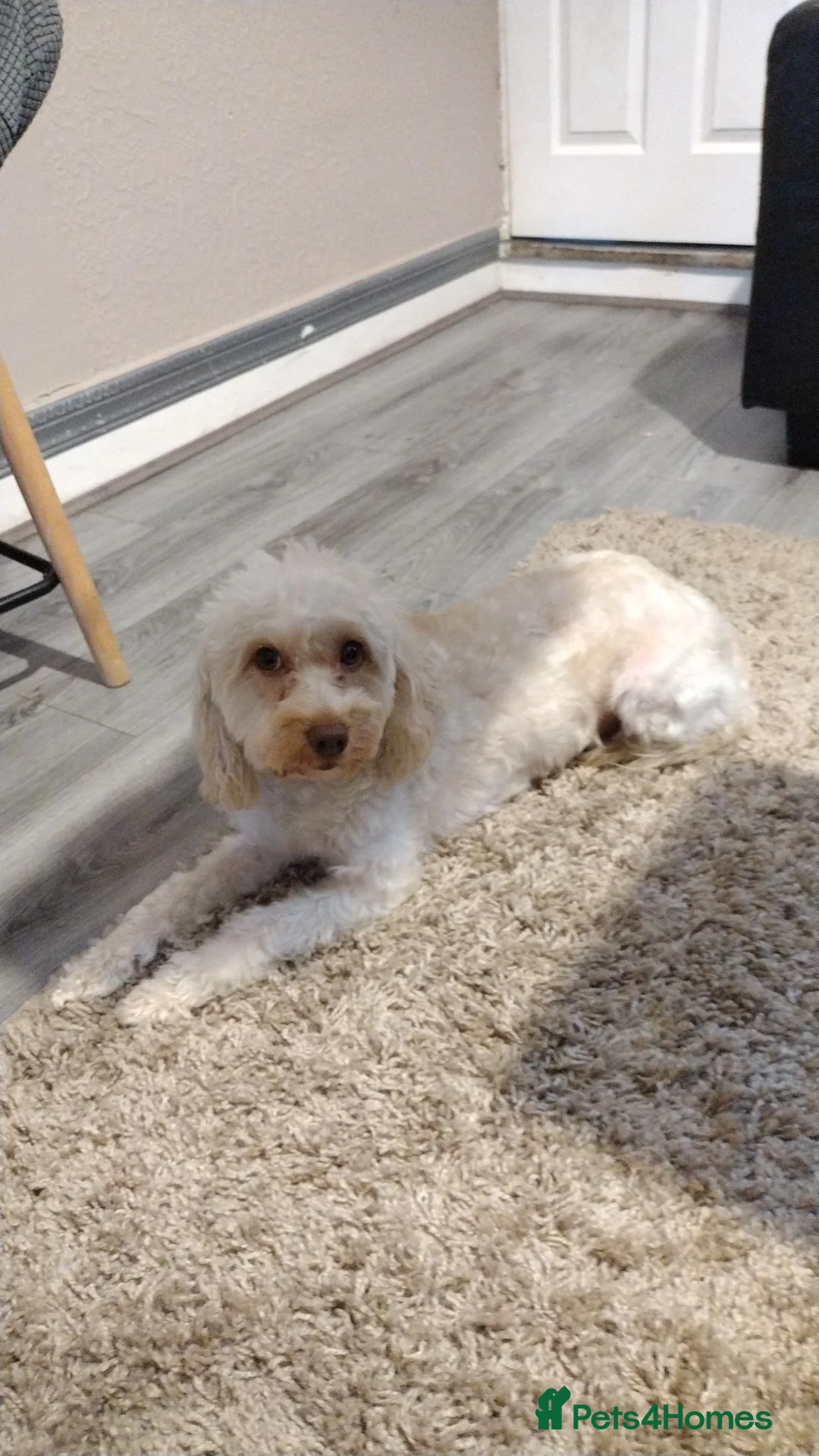 Cockapoo dogs for sale: Gorgeous Cockapoo For Sale  - Advert 1