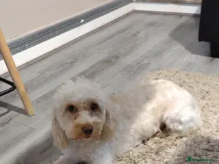 Cockapoo dogs Gorgeous Cockapoo For Sale - Advert 1