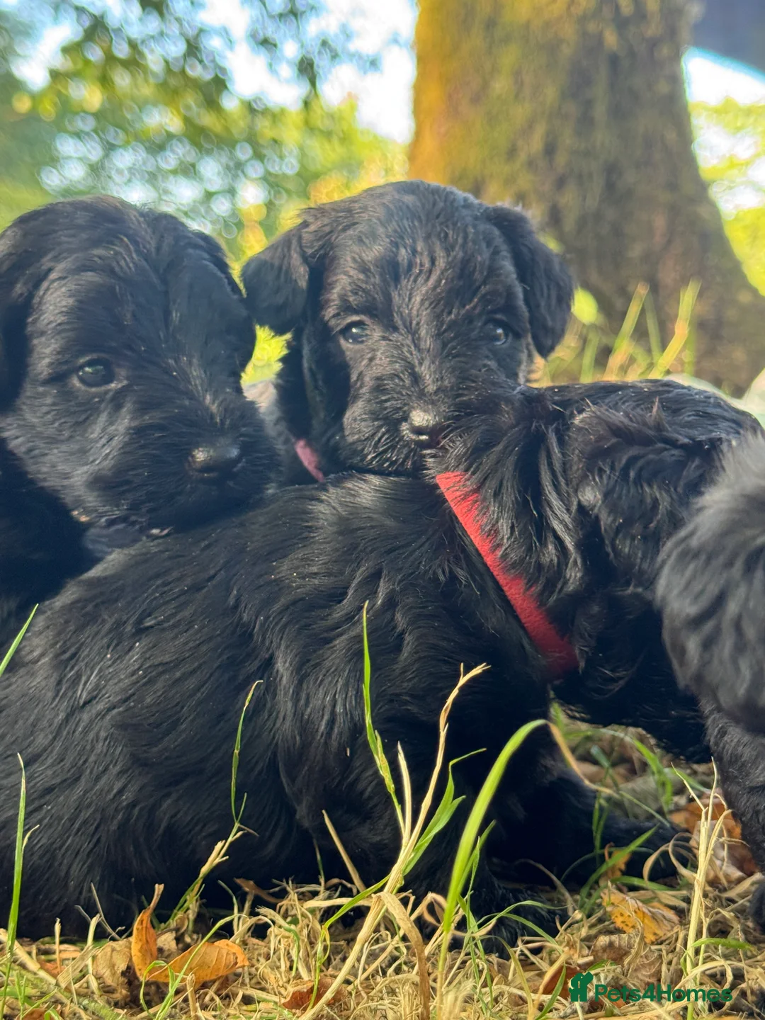 Schnoodle dogs for sale:  Toy Schnoodle puppies - Advert 23