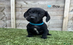 Mixed Breed dogs for sale: Top Quality F1 Docker Puppies - Image 14