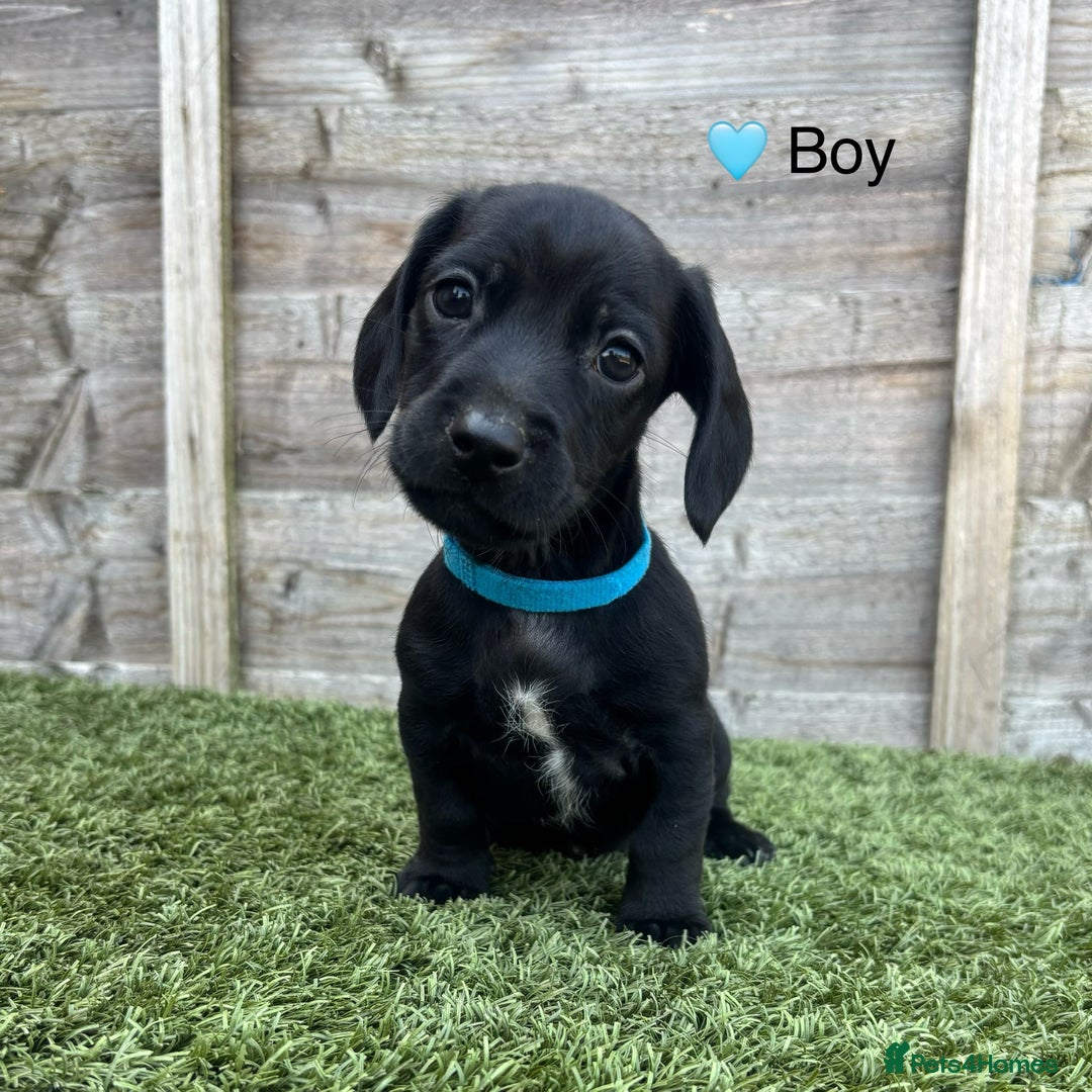 Mixed Breed dogs for sale: Top Quality F1 Docker Puppies - Image 14