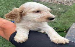 Cocker Spaniel dogs for sale: Beautiful show type cocker spaniels  in York - Image 15