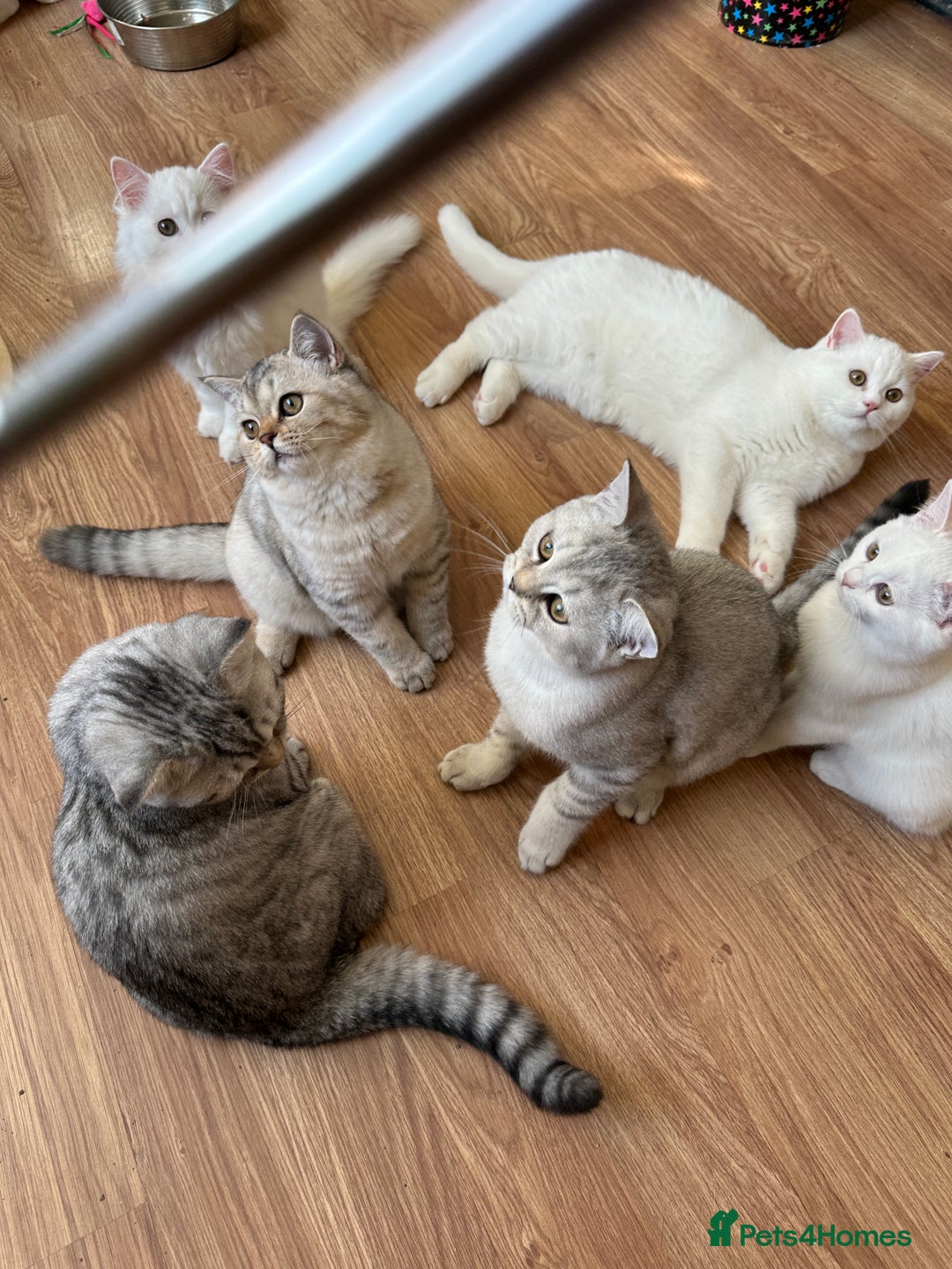 British Shorthair cats for sale: Gorgeous British Longhair & Shorthair Kittens - Advert 20