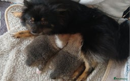 Pomeranian dogs for sale: Two male pom pups ready by 4th oct 25 - Image 5