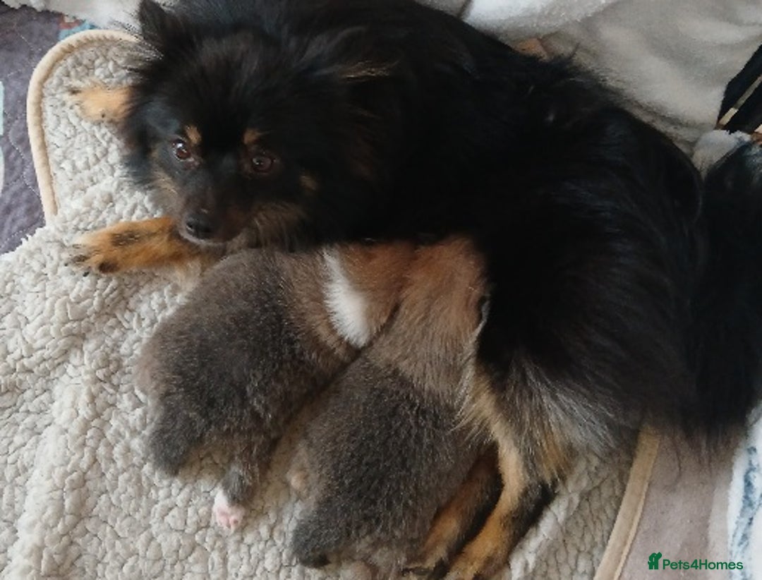 Pomeranian dogs for sale: Two male pom pups ready by 4th oct 25 - Image 5