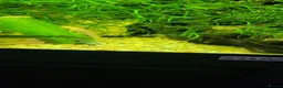 Plecos fish for sale: Different colour plecs - Advert 3