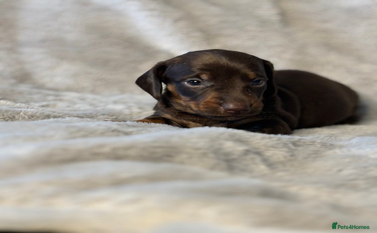 Miniature Dachshund dogs - Advert 15