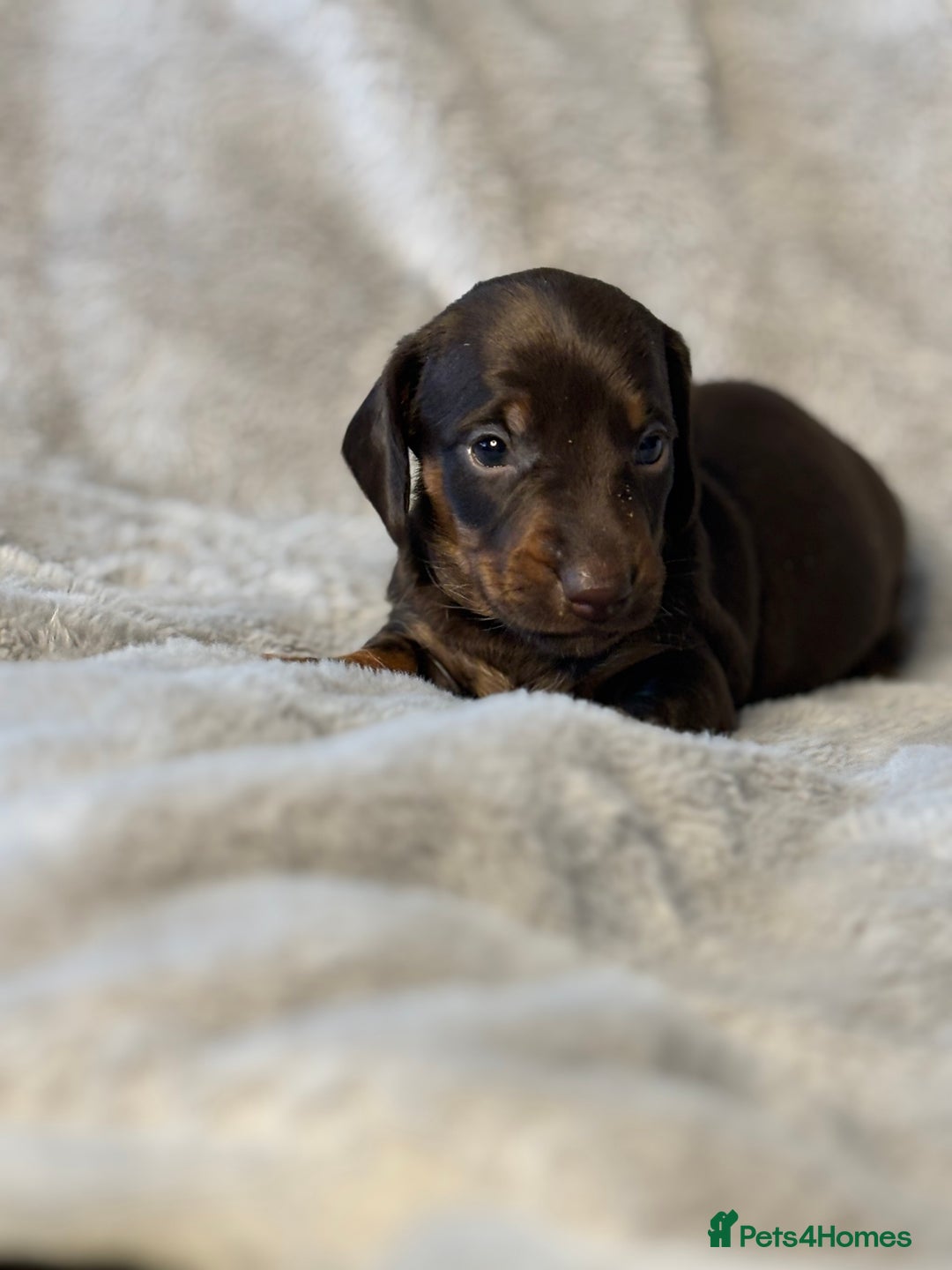 Miniature Dachshund dogs for sale: Miniature Smooth Dachshund Puppies - Image 1