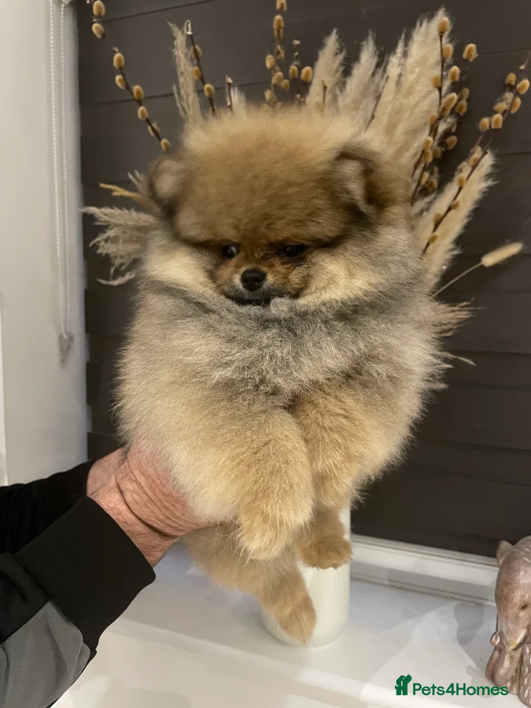 Pomeranian dogs for sale: KC Mini Pomerania  in Bristol - Advert 20
