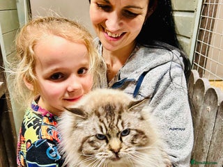 Ragdoll cats in Manchester - Advert 36