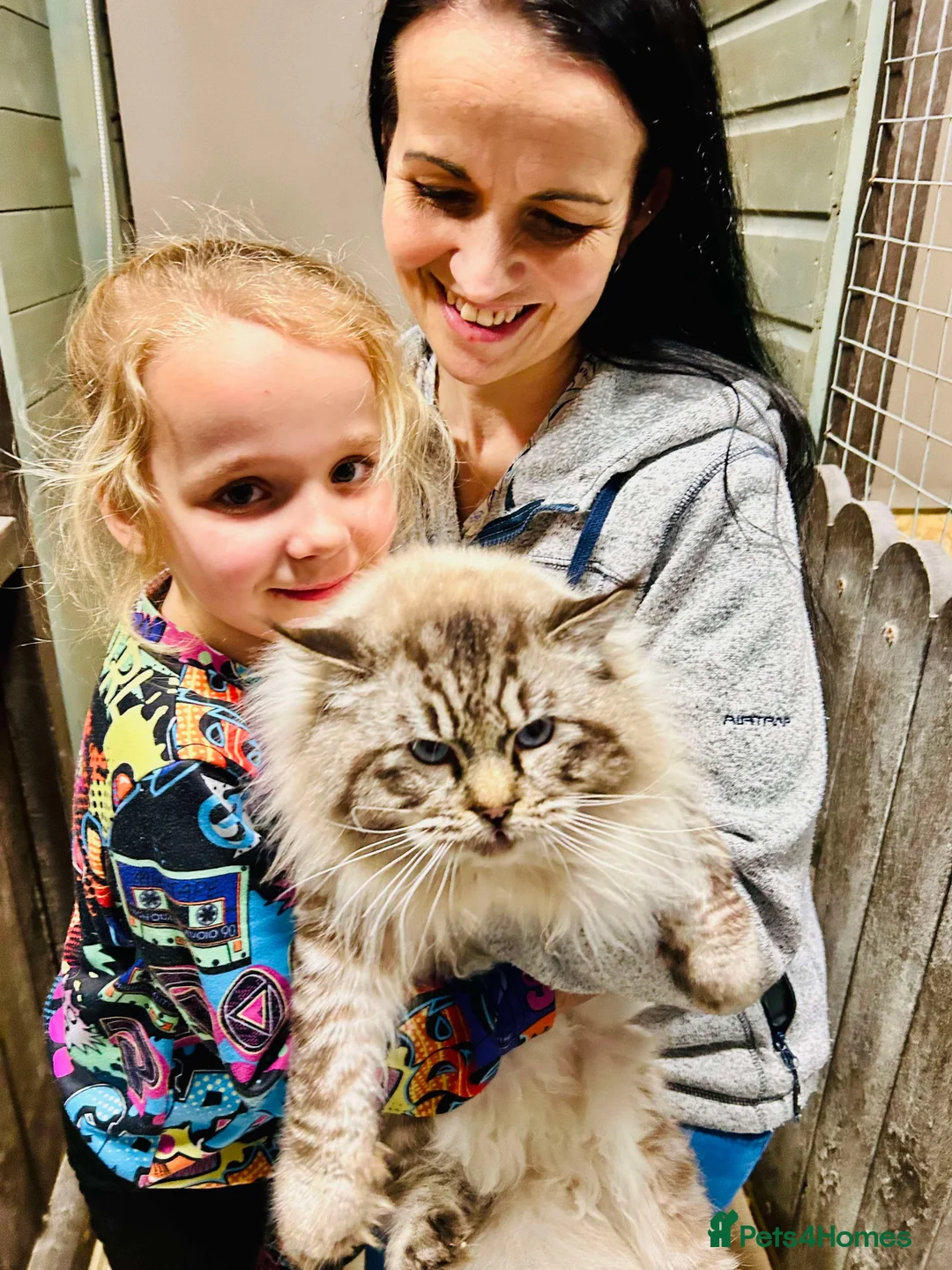 Ragdoll cats for stud: Stunning seal tabby point stud for selected queens in Manchester - Advert 2