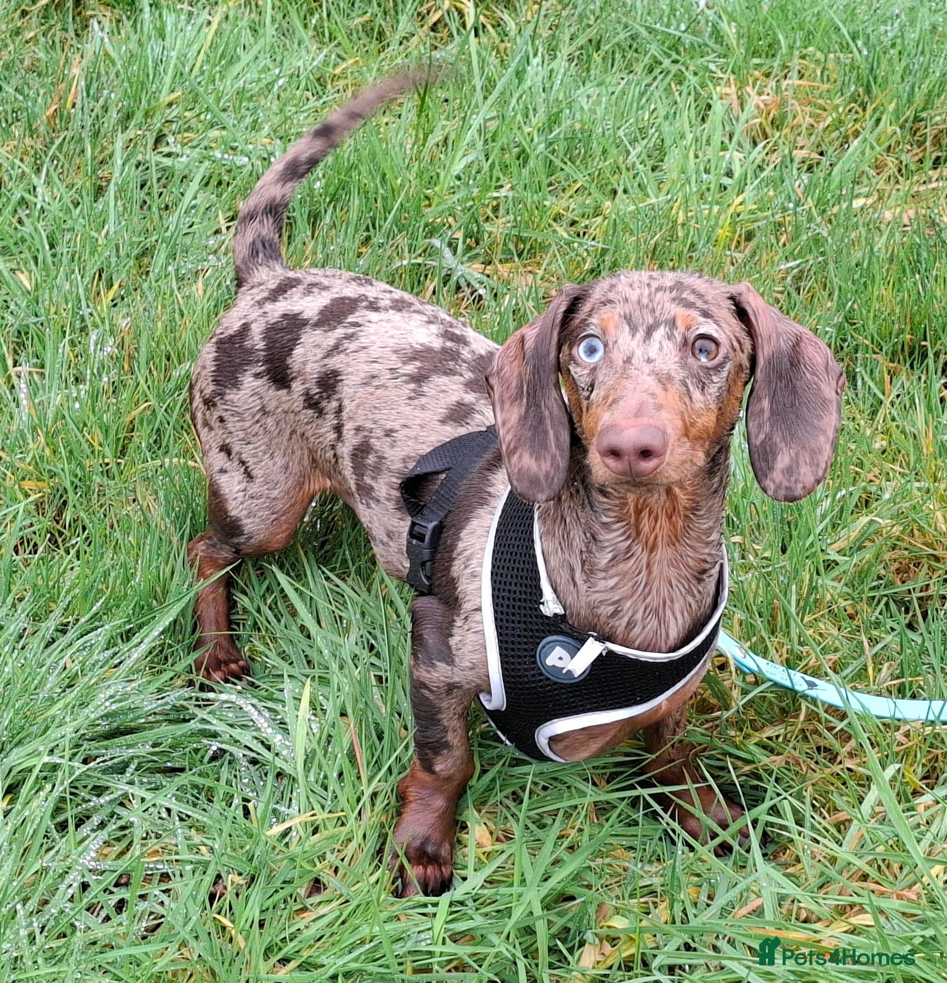 Dachshund dogs Handsome Dachshund For Adoption - Advert 5