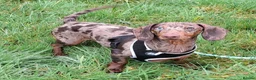 Dachshund dogs for adoption: Handsome Dachshund For Adoption - Advert 1