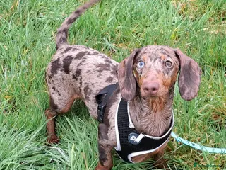 Dachshund dogs Handsome Dachshund For Adoption - Advert 5