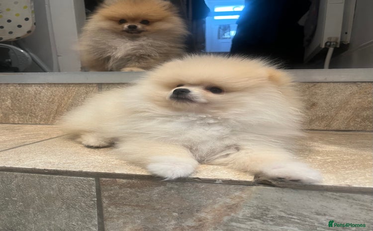 Pomeranian dogs - Advert 3