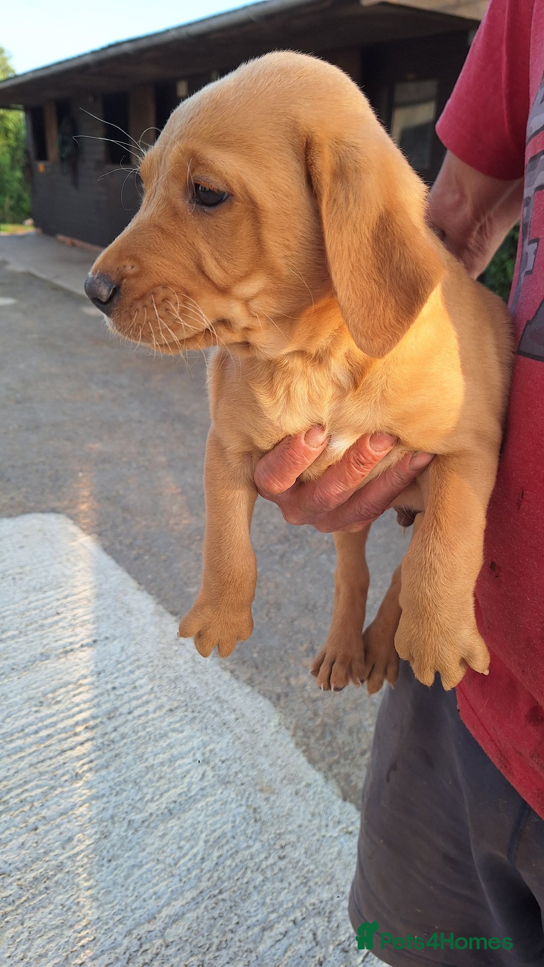 Labrador Retriever dogs for sale: I Boy pup - Image 1