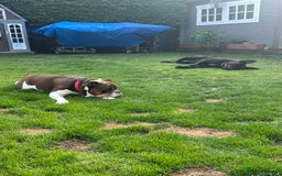 Cane Corso dogs for sale: Female Cane Corso Looking for loving home - Image 4