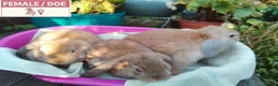 Dwarf Lop rabbits for sale: Pretty Dwarf Lop Babies: Males & Females - Advert 11