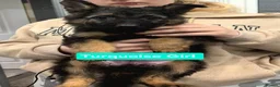 German Shepherd dogs for sale: Beautiful Plush Coated German Shepherd Puppies  - Advert 12