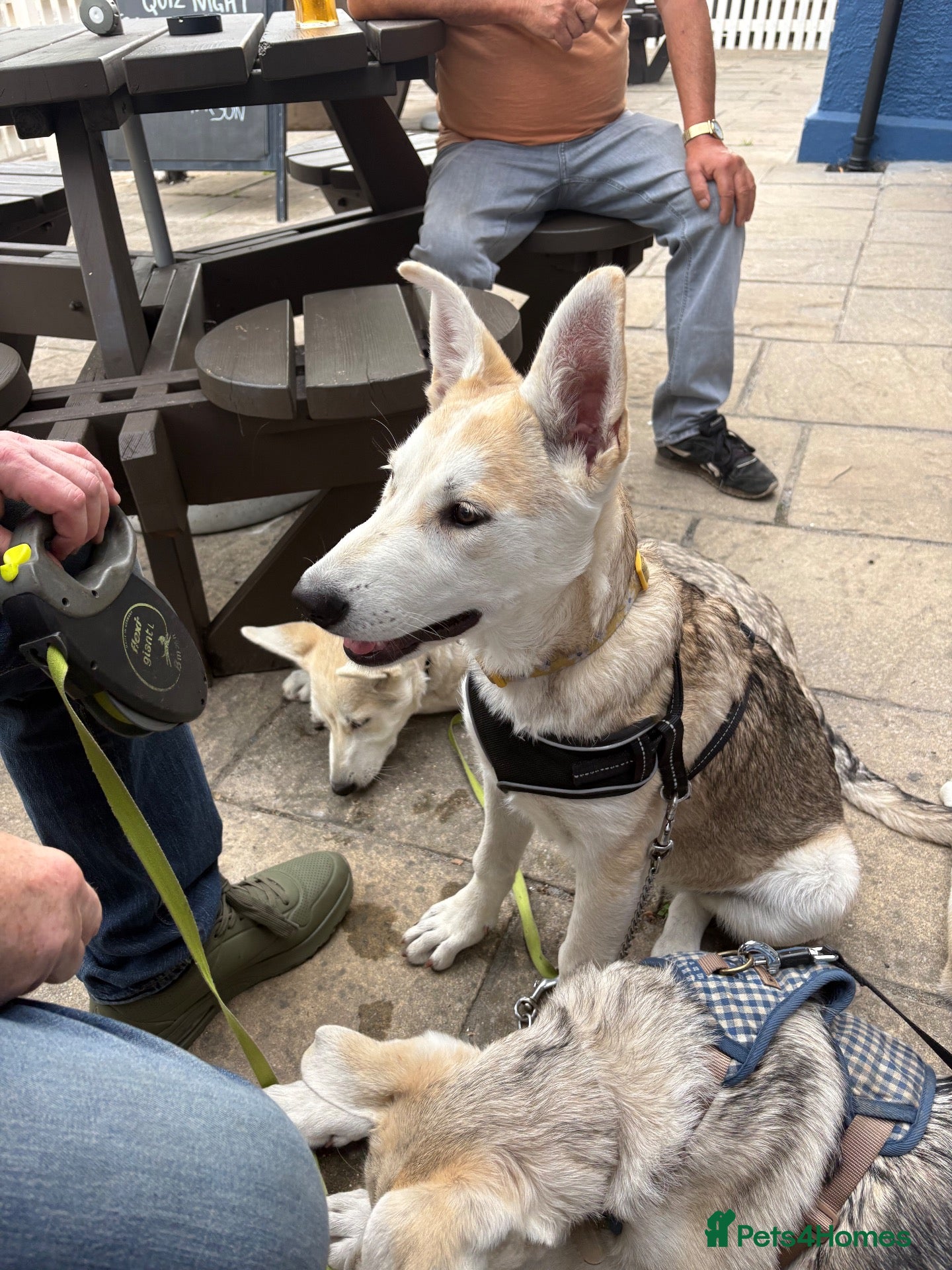 Mixed Breed dogs White swiss shepherd /Low Content Wolfdog puppies  - Advert 1