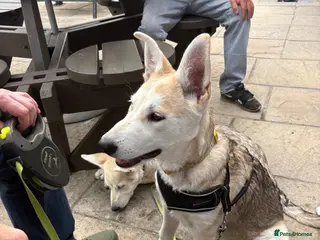 Mixed Breed dogs White swiss shepherd /Low Content Wolfdog puppies - Advert 1