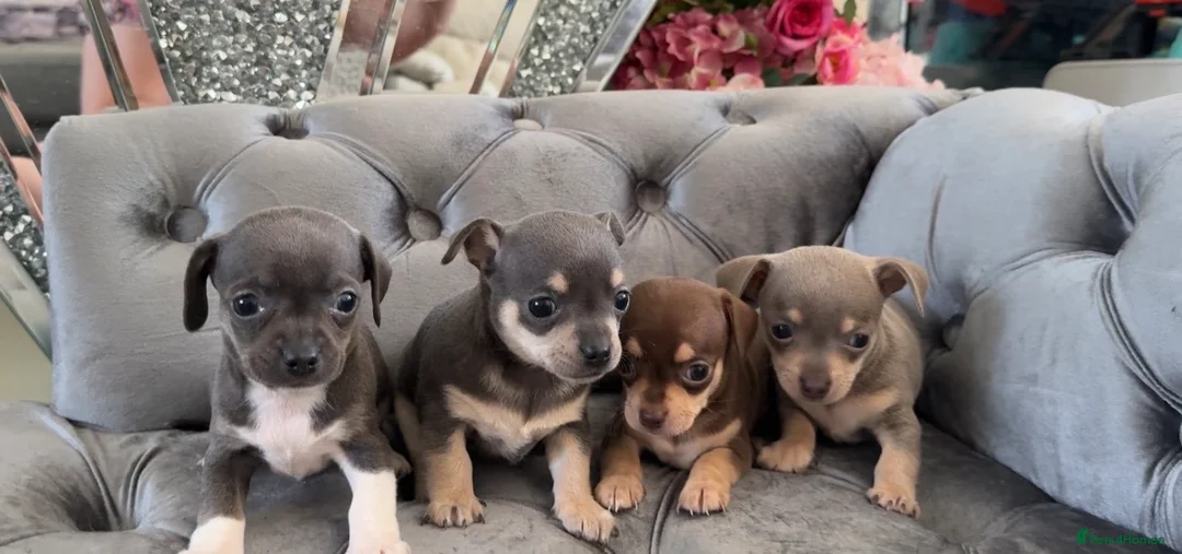 Chiweenie dogs for sale: Chiweenie pup. Chihuahua cross dachshund  in Croydon - Advert 2
