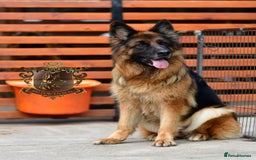 German Shepherd dogs for sale: TWO ADULT LONGHAIRED GSD FEMALES  - Image 10